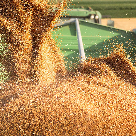 Андрей Буханцов — о перспективах поставок российского зерна в Алжир